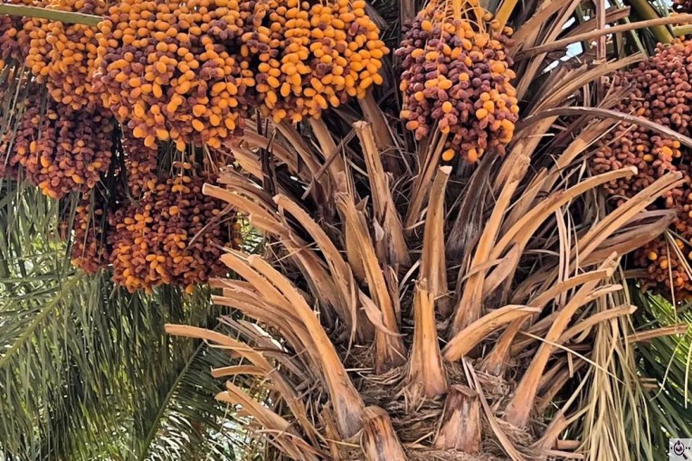 خرمای پیارم ربی گمشادزهی در سیستان و بلوچستان