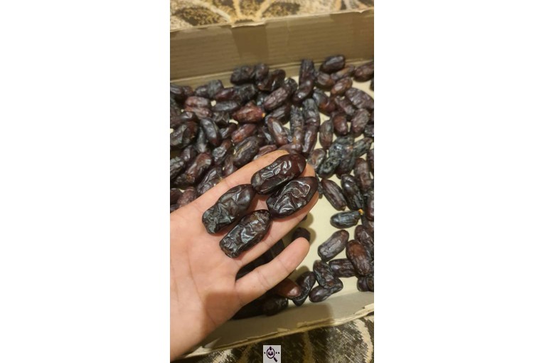 خرمای پیارم ربی گمشادزهی در سیستان و بلوچستان