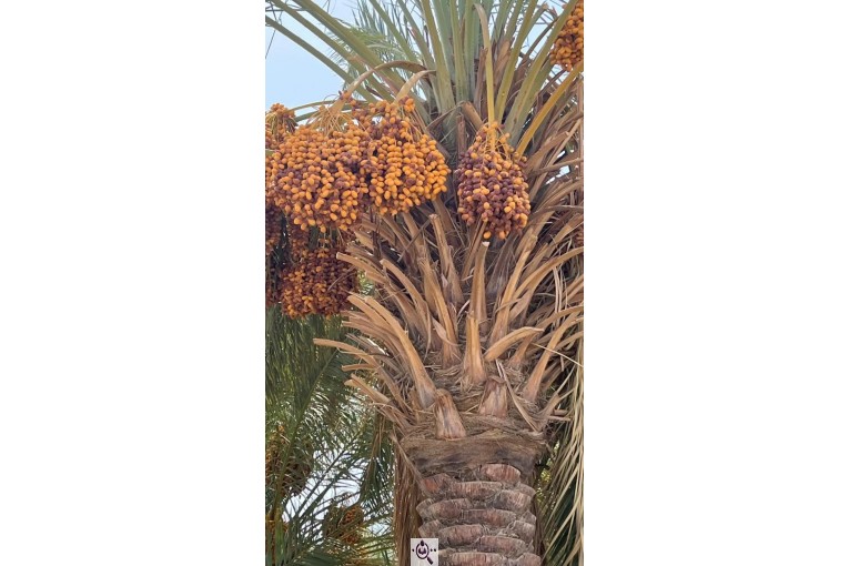 خرمای پیارم ربی گمشادزهی در سیستان و بلوچستان