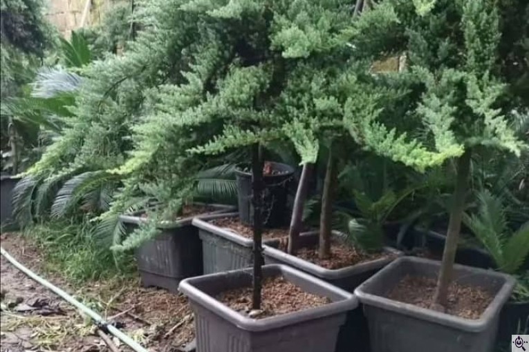 پرورش گل و گیاه ارکیده در تنکابن