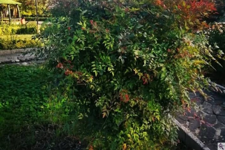 پرورش گل و گیاه ارکیده در تنکابن