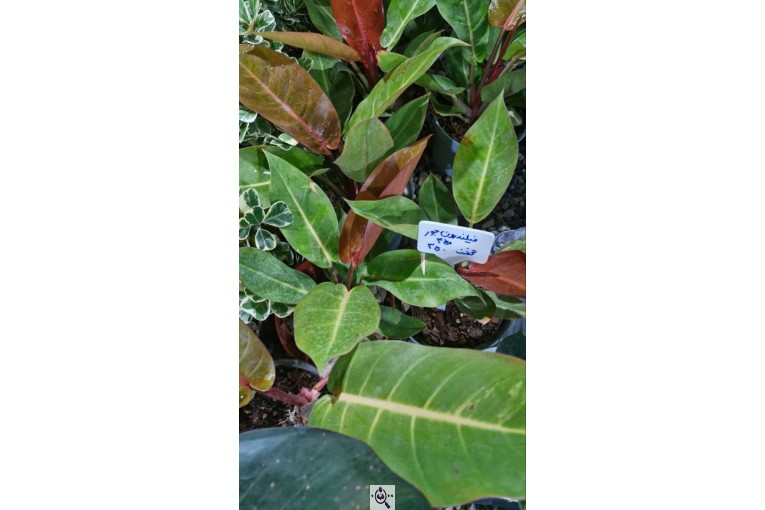 گلخانه بزرگ صائین سبز آیسو در شاهین دژ