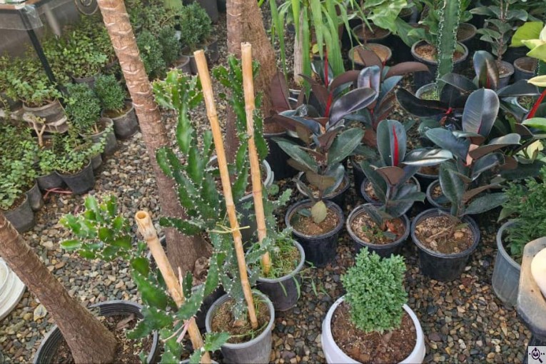 گلخانه بزرگ صائین سبز آیسو در شاهین دژ