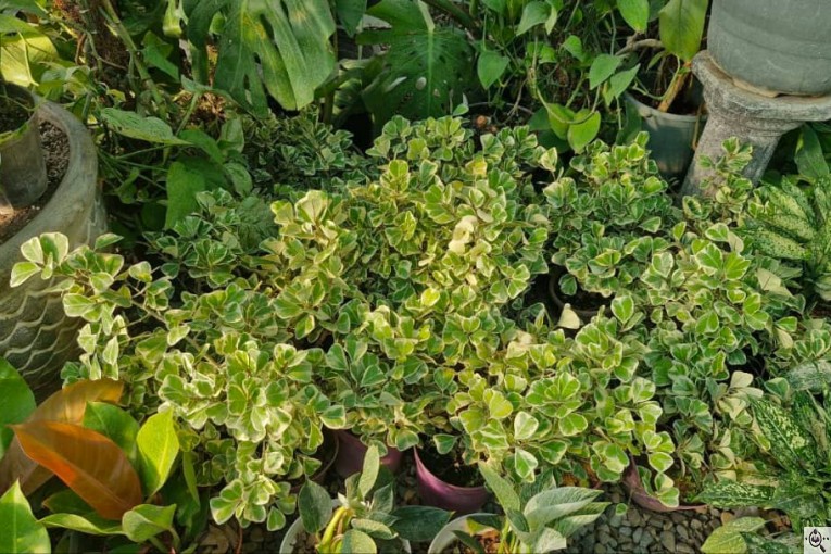 گلخانه بزرگ صائین سبز آیسو در شاهین دژ