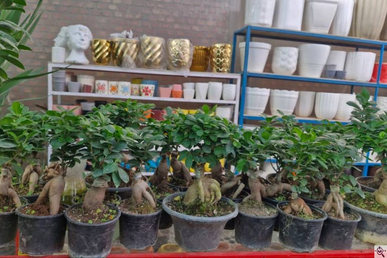 گلخانه بزرگ صائین سبز آیسو در شاهین دژ
