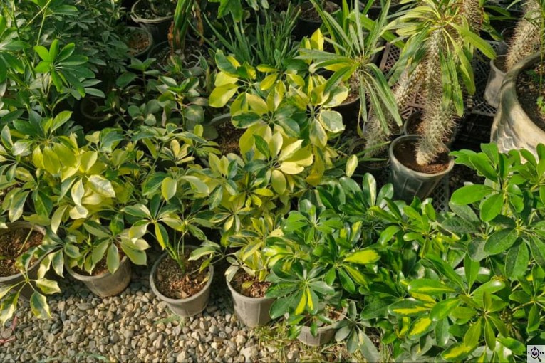 گلخانه بزرگ صائین سبز آیسو در شاهین دژ