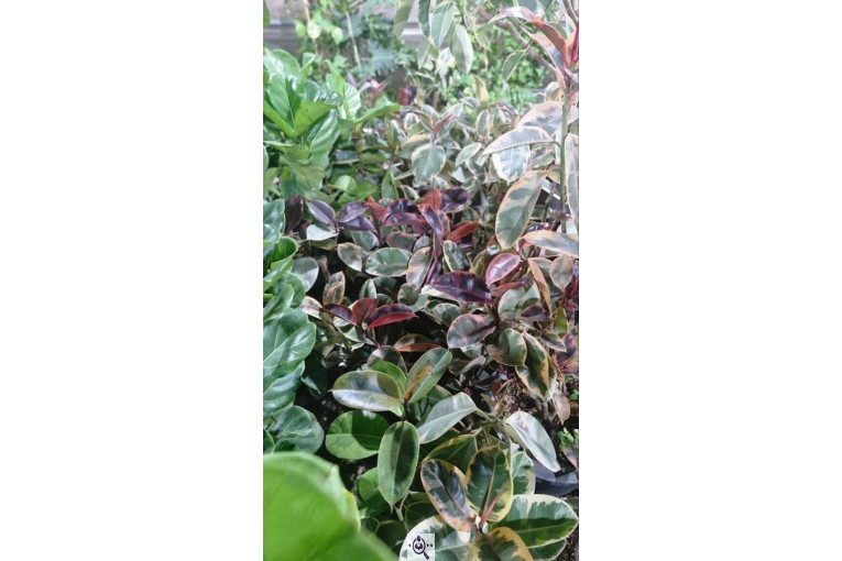 گلخانه بزرگ صائین سبز آیسو در شاهین دژ