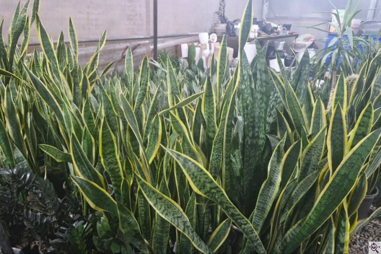گلخانه بزرگ صائین سبز آیسو در شاهین دژ