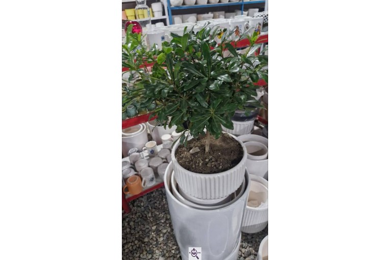 گلخانه بزرگ صائین سبز آیسو در شاهین دژ
