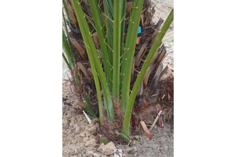 فروش پاجوش پیارم و نخل مجول در هرمزگان