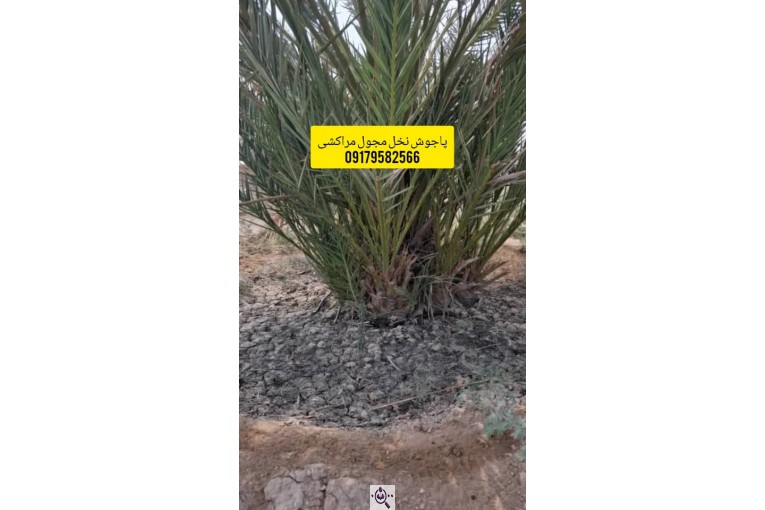 فروش پاجوش پیارم و نخل مجول در هرمزگان