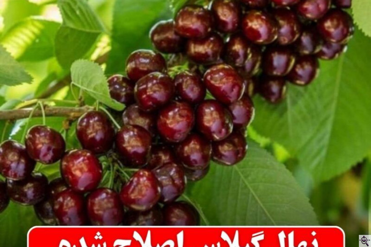 نهالستان برادران شریفی در همدان nahalestan-sharifi.ir