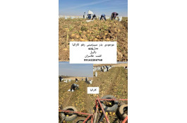 بار بارکنی سیب زمینی بذری و خوراکی اسودی در سراب