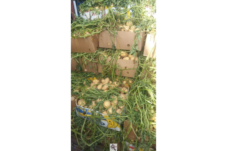 بار بارکنی سیب زمینی بذری و خوراکی اسودی در سراب