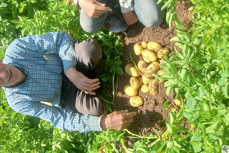بار بارکنی سیب زمینی بذری و خوراکی اسودی در سراب