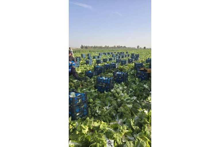 صادرات و تامین کننده انواع صیفی جات اشیری در دزفول