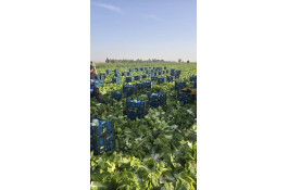 صادرات و تامین کننده انواع صیفی جات اشیری در دزفول