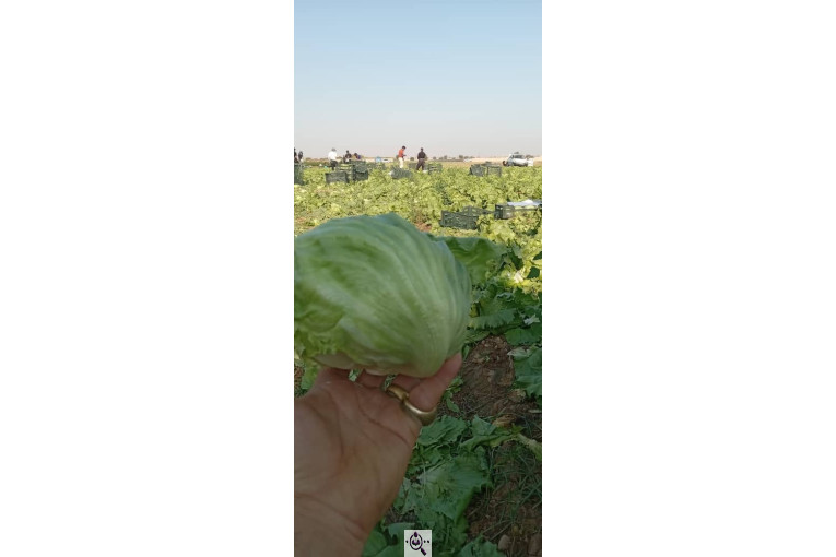 صادرات و تامین کننده انواع صیفی جات اشیری در دزفول