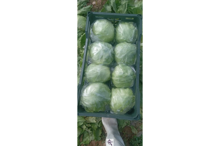 صادرات و تامین کننده انواع صیفی جات اشیری در دزفول