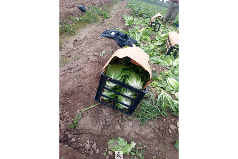 صادرات و تامین کننده انواع صیفی جات اشیری در دزفول