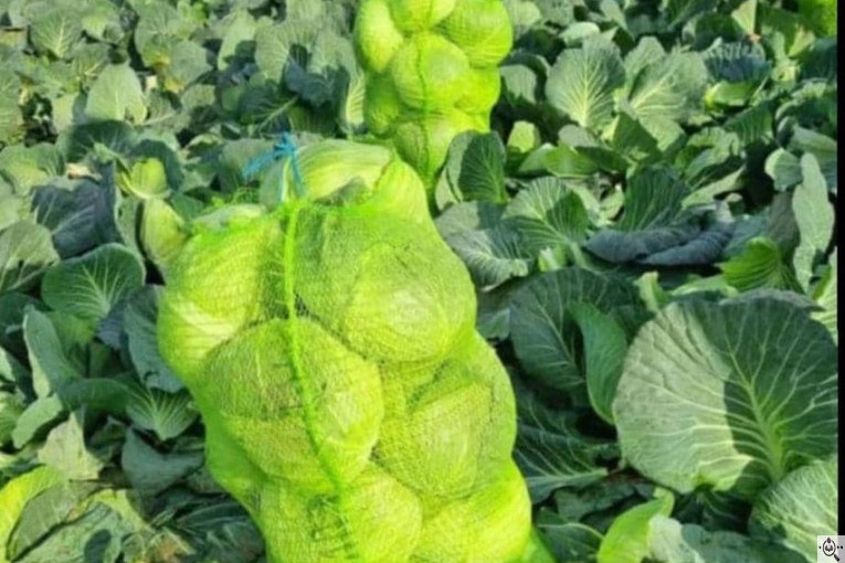 صادرات و تامین کننده انواع صیفی جات اشیری در دزفول