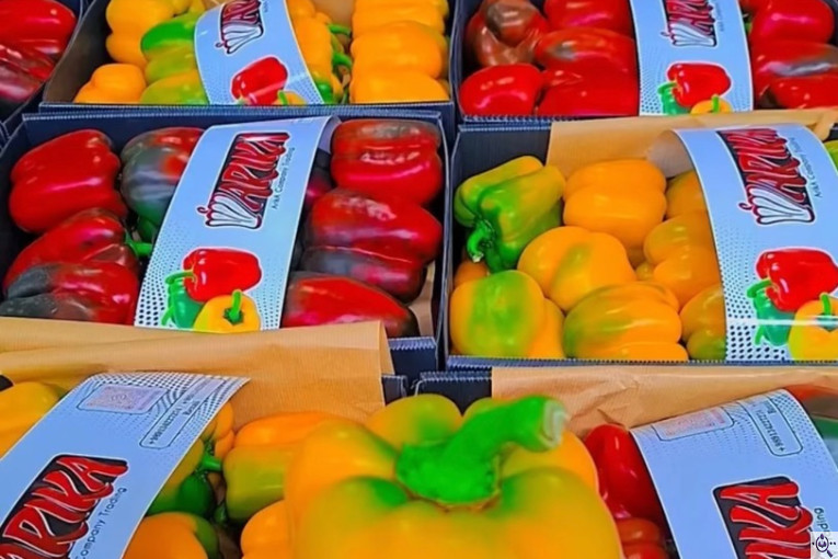سورتينگ و بسته بندی محصولات گلخانه ای آريكا در شهرک صنعتی دهاقان