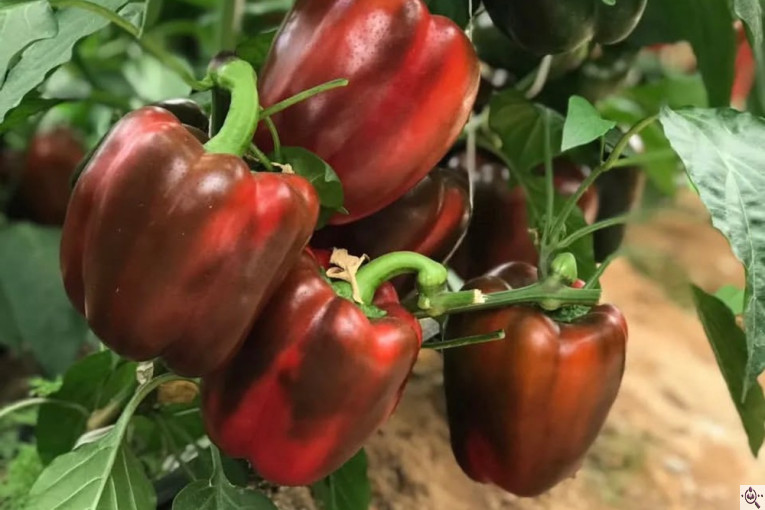 سورتينگ و بسته بندی محصولات گلخانه ای آريكا در شهرک صنعتی دهاقان