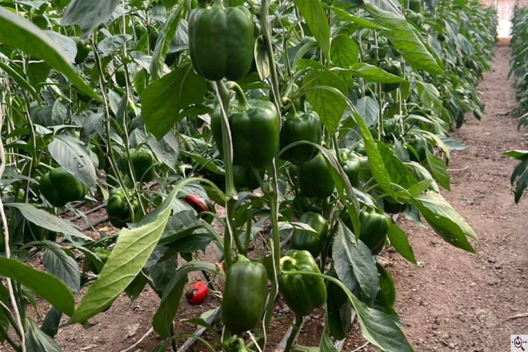 سورتينگ و بسته بندی محصولات گلخانه ای آريكا در شهرک صنعتی دهاقان