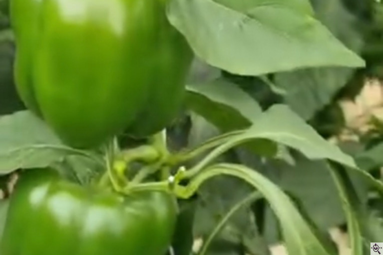 سورتينگ و بسته بندی محصولات گلخانه ای آريكا در شهرک صنعتی دهاقان