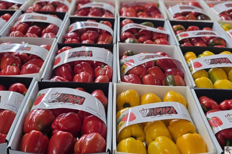 سورتينگ و بسته بندی محصولات گلخانه ای آريكا در شهرک صنعتی دهاقان