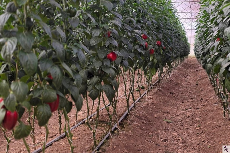 سورتينگ و بسته بندی محصولات گلخانه ای آريكا در شهرک صنعتی دهاقان