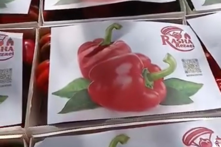 سورتينگ و بسته بندی محصولات گلخانه ای آريكا در شهرک صنعتی دهاقان