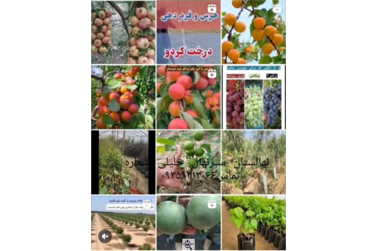 نهالستان سبز نهال خلیلی در میاندوآب