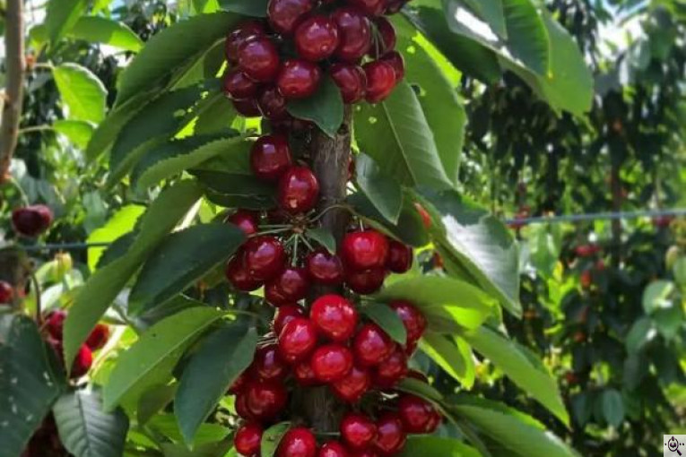 نهالستان سبز نهال خلیلی در میاندوآب