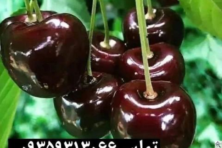 نهالستان سبز نهال خلیلی در میاندوآب