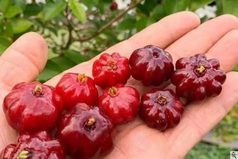 نهالستان سبز نهال خلیلی در میاندوآب