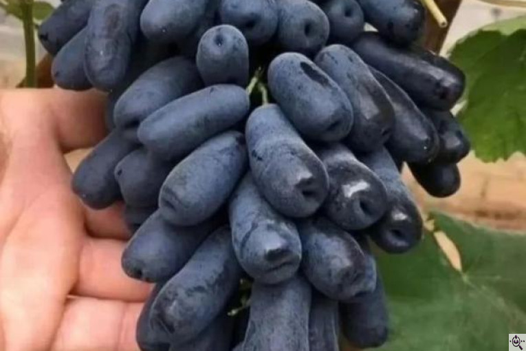 نهالستان سبز نهال خلیلی در میاندوآب