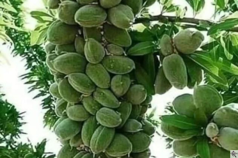 نهالستان سبز نهال خلیلی در میاندوآب