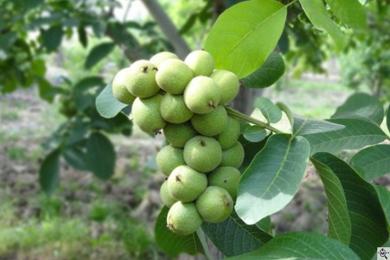 نهالستان سبز نهال خلیلی در میاندوآب