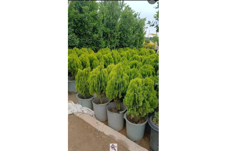 خدمات باغبانی سیار در سراسر تهران