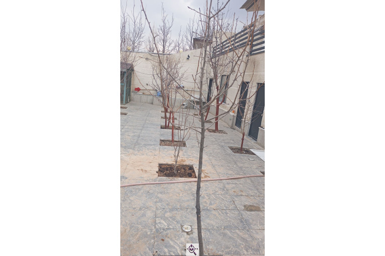 باغبانی و هرس کاری نودهانی در پردیس تهران