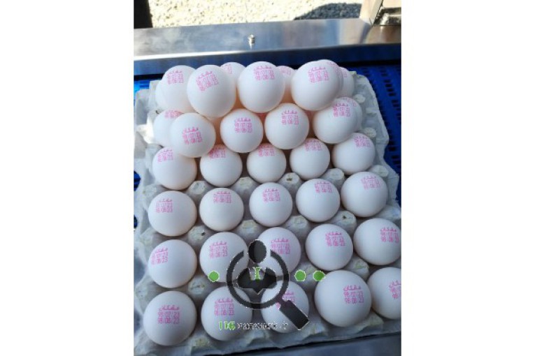 پخش تخم مرغ کوپایی در اراک