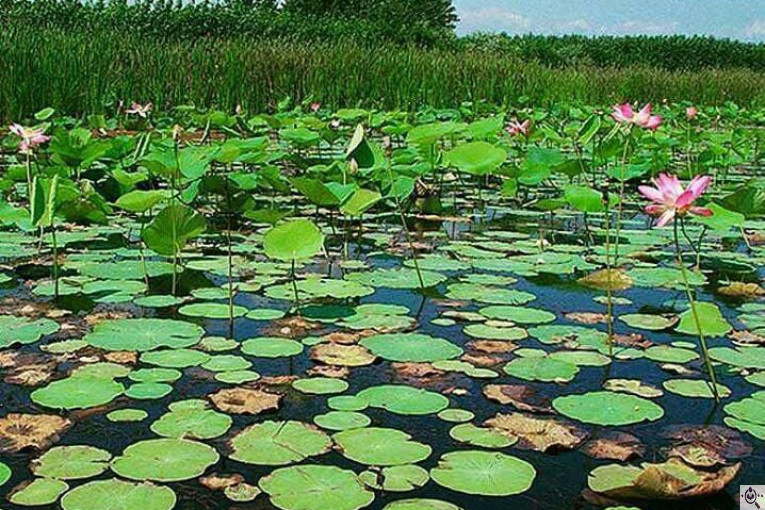 بهترین اسکله قایق سواری و گردشگری در بندر انزلی