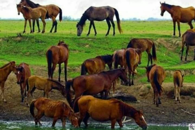 بهترین اسکله قایق سواری و گردشگری در بندر انزلی