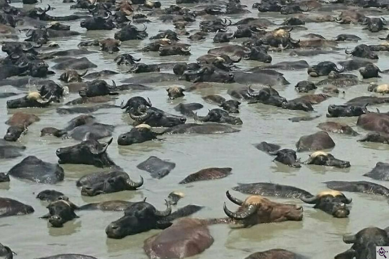 بهترین اسکله قایق سواری و گردشگری در بندر انزلی