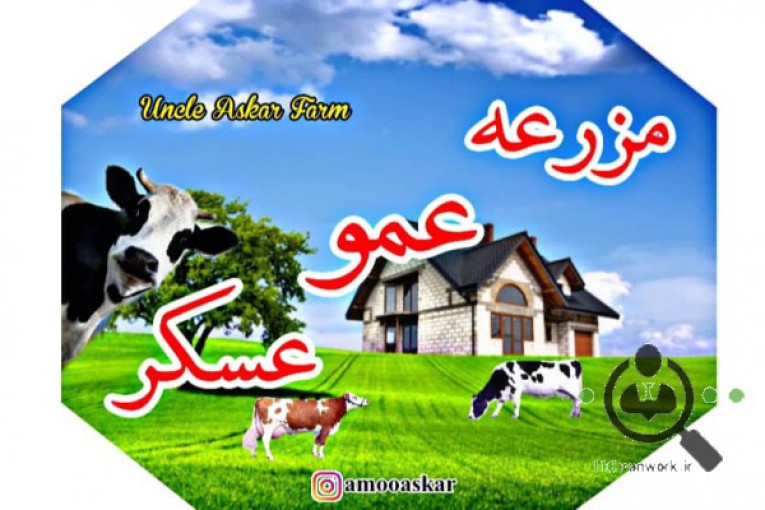 مزرعه محصولات ارگانیک عمو عسگر در آستانه اشرفیه 