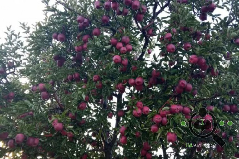 سردخانه مرکزی در میانه