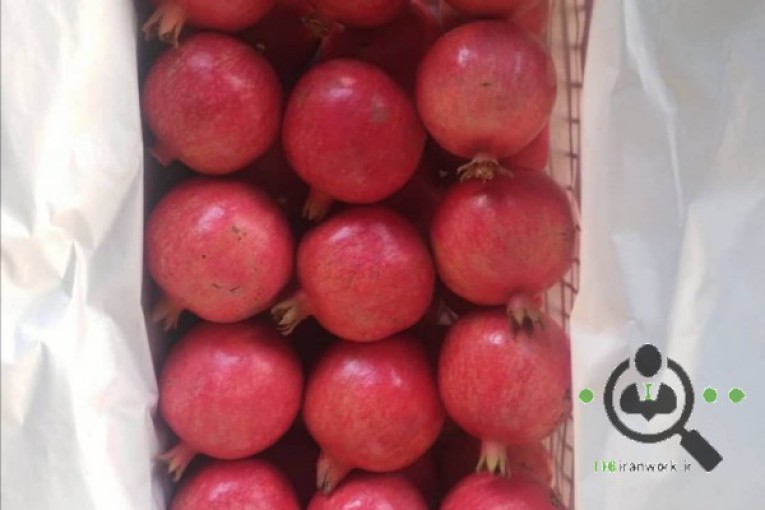 سردخانه عاقبتی در کاشمر