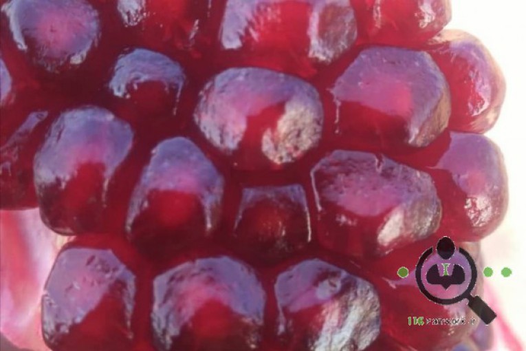 سردخانه عاقبتی در کاشمر