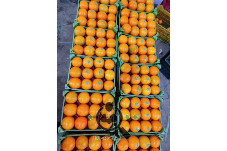 سورتینگ و بسته بندی مرکبات پارس شمال در جویبار 